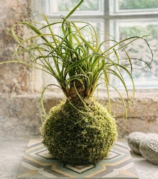 Imatge de les presentacions